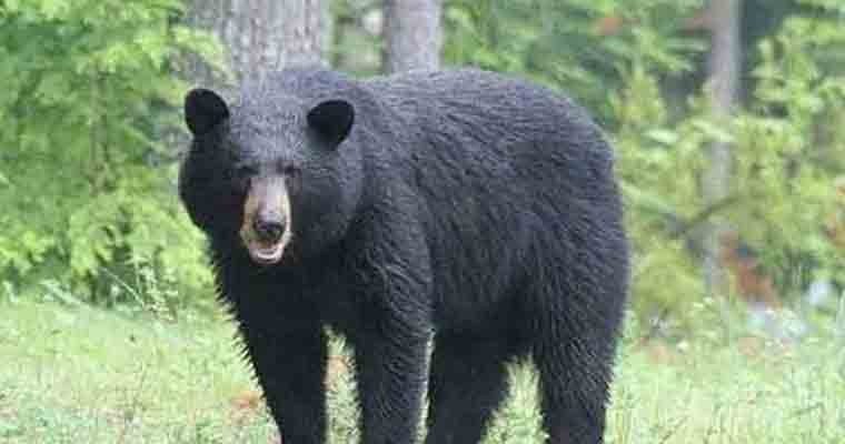 దంపతులపై ఎలుగుబంటి దాడి, ఇద్దరు మృతి 
