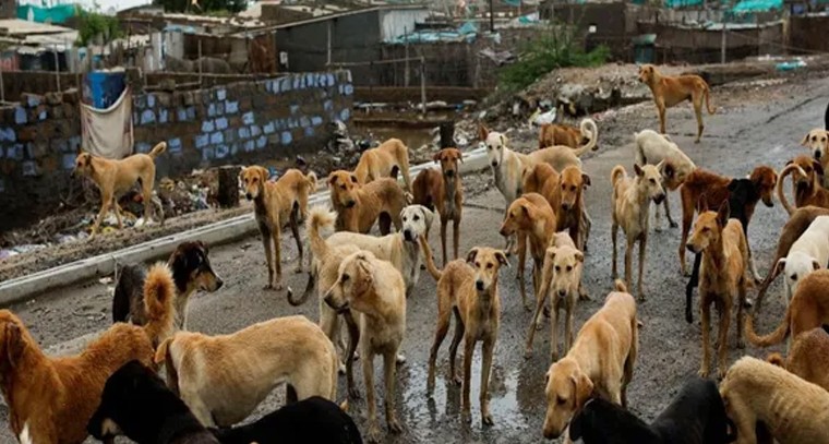 గంటకు 14 మందిని కరుస్తున్న శనకాలు