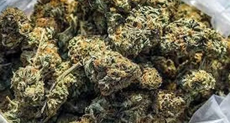 గట్టురట్టు గంజాయి వ్యాపారం