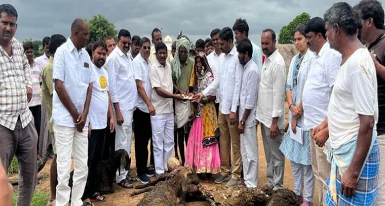 గొర్రెల మందపై కుక్కలు దాడి.. 30 గొర్రెలు మృతి