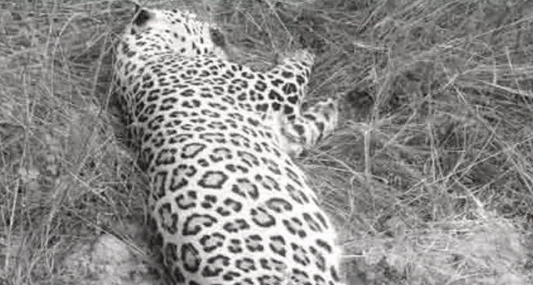 గోడుగుపల్లిలో చిరుతపులి మృతి: అటవీ అధికారుల విచారణ