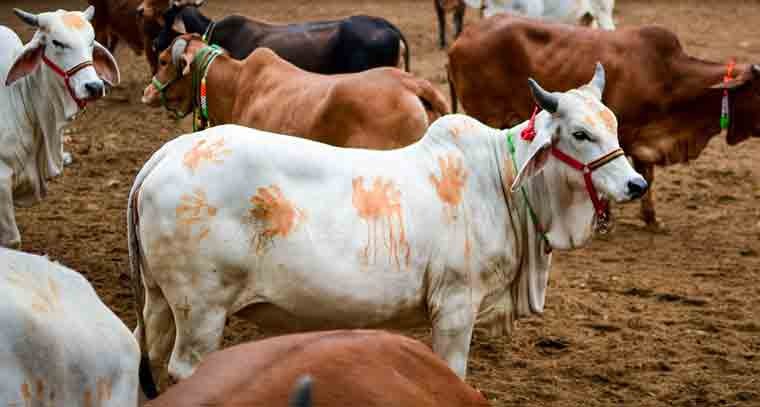 హైదరాబాద్ లో గోశాలకి లైన్ క్లియర్ 
