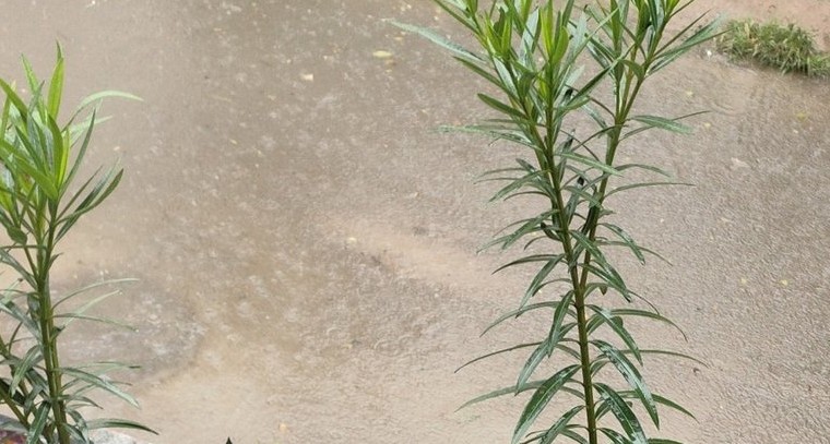 HYDలో భారీ వర్షం