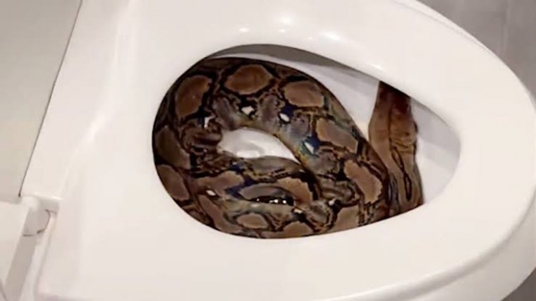 హనుమకొండ జిల్లా కమలాపూర్‌ కేజీబీవీలో కొండచిలువ ప్రత్యక్షం