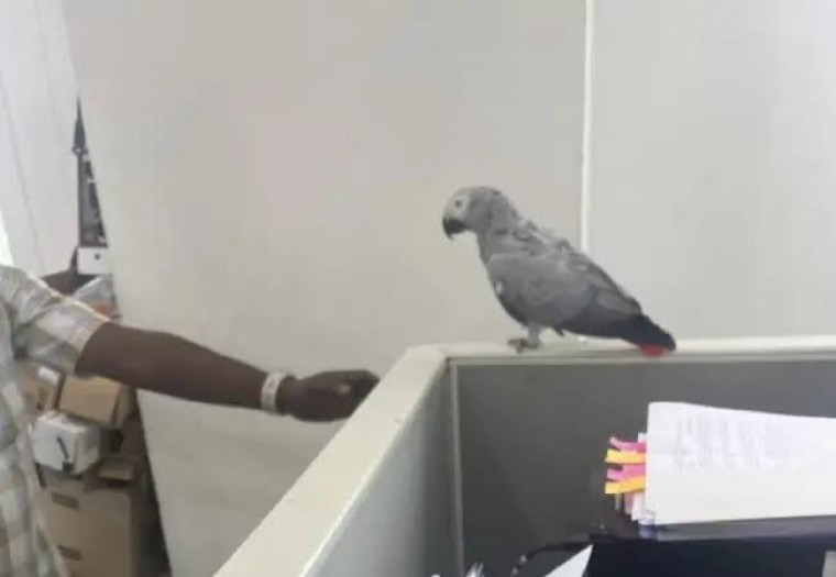 సీఎస్ రామకృష్ణరావు కార్యాలయంలో ప్రత్యక్షమైన అరుదైన చిలుక