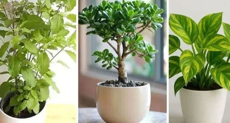 ఇంట్లో ఈ మొక్కలుంటే సిరిసంపదలు, అదృష్టం మీ వెంటే!