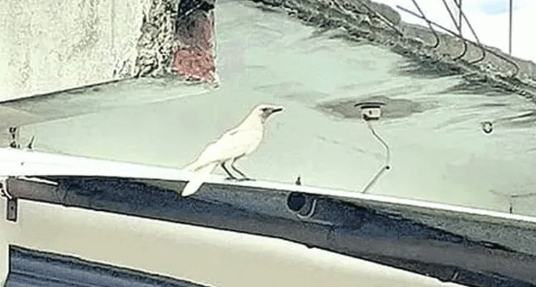 తాండూర్‌లో అరుదైన తెల్ల కాకి ప్రత్యక్షం