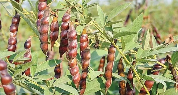 కందిలో కొత్త వంగడం