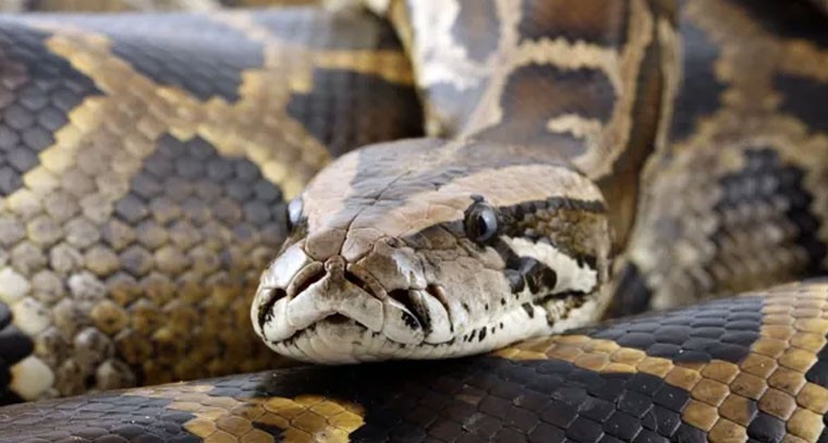 పరుపులోకి దూరిన కొండచిలువ.. ఎక్కడంటే?