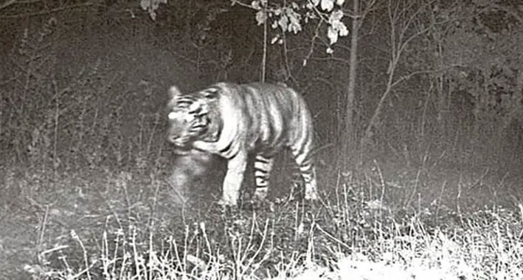 యాదాద్రి జిల్లాలో పెద్దపులి సంచారం