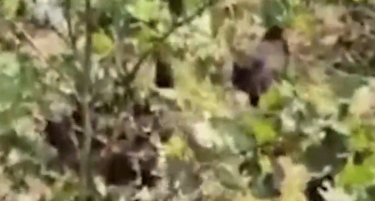 పొలాల్లో వందల కోళ్లు.. ఎగబడిన ప్రజలు