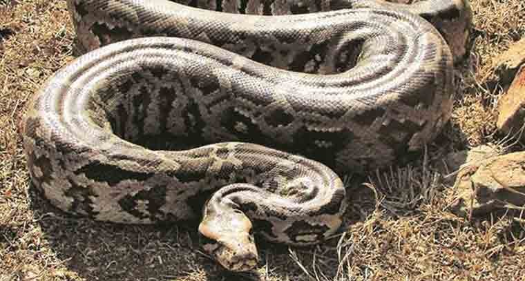 అపార్ట్మెంట్ లో భారీ కొండచిలువ కలకలం, భయాందోళనకు గురైన ప్రజలు 