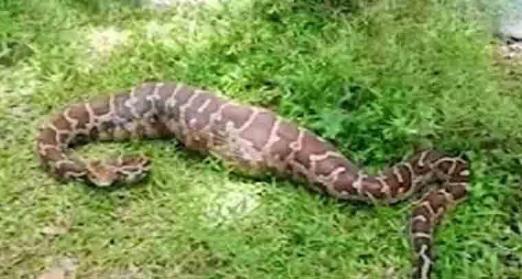 పాతబస్తీలో కొండచిలువ కలకలం
