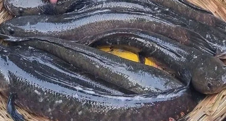 కొర్రమీను చేపల సాగు రైతులకు నూతన దారులు