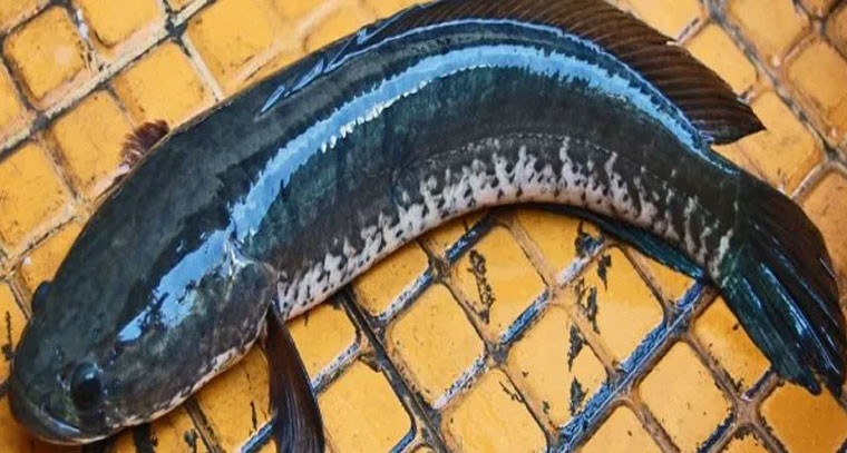 కొర్రమీను చేపల పెంపకం: రైతులకు లాభాల పంట