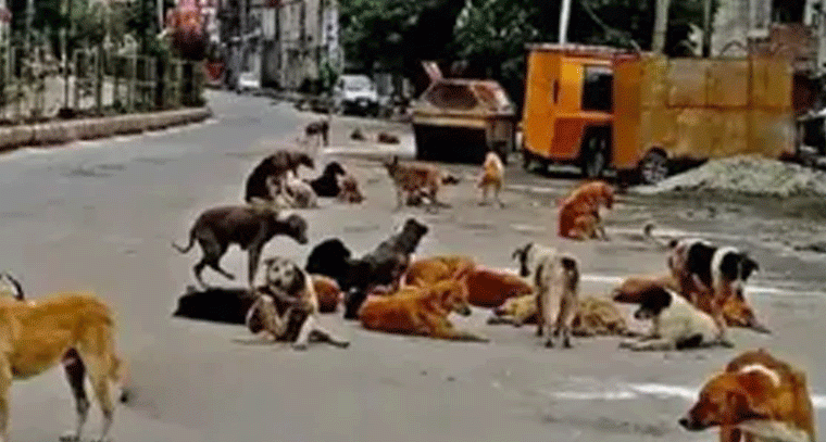 హైదరాబాద్‌లో కుక్కల దాడులు