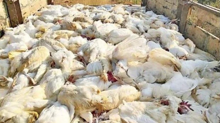 నాగర్‌కర్నూల్ జిల్లాలోని 10 వేల కోళ్లు మృత్యువాత
