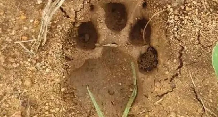 యాదాద్రి జిల్లాలో పులి సంచారం