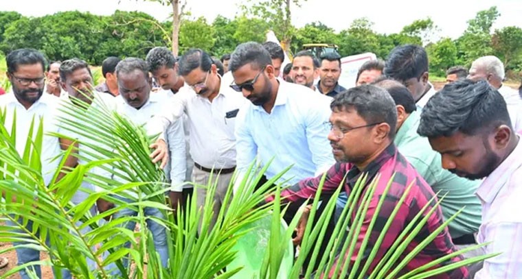 'ఆయిల్ పామ్ దిగుబడి 30 సంవత్సరాల వరకు ఉంటుంది'