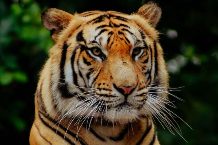 నల్లమల అడవుల్లో పెరిగిన పెద్ద పులుల సంఖ్య?
