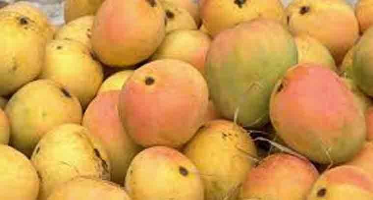 మార్కెట్లోకి మామిడి పళ్ళు, భారీగా ధరలు 
