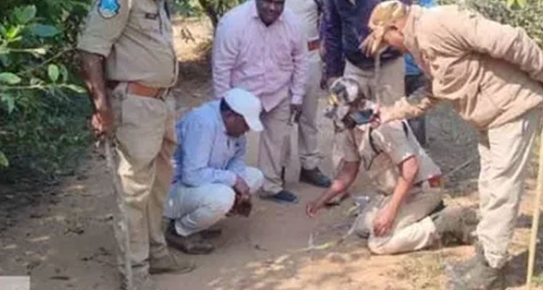 మంథనిలో మళ్ళీ పులి సంచారం.. ప్రజల్లో తీవ్ర ఆందోళన