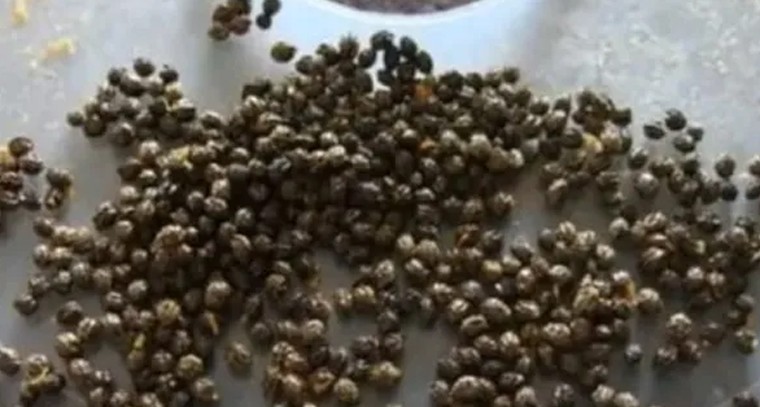 హైదరాబాద్ లో నయా మోసం.. మిరియాల్లో కల్తీ మాయ