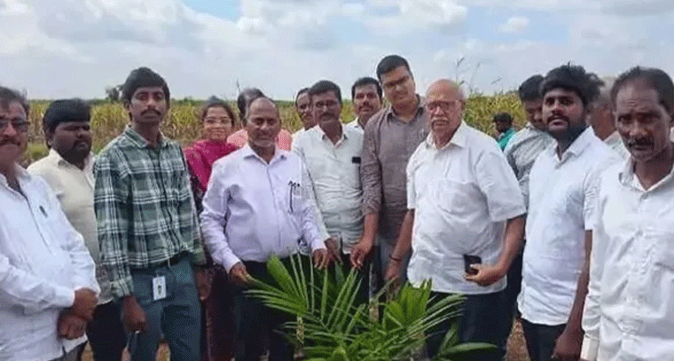3750 ఎకరాల్లో పామయిల్ సాగు లక్ష్యం
