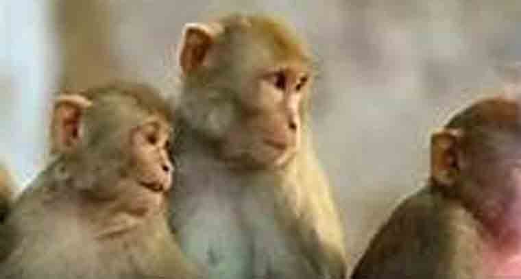 కోతుల బెడద పోగొట్టడానికి వినూత్న ప్రయోగం చేసిన సర్పంచ్ 