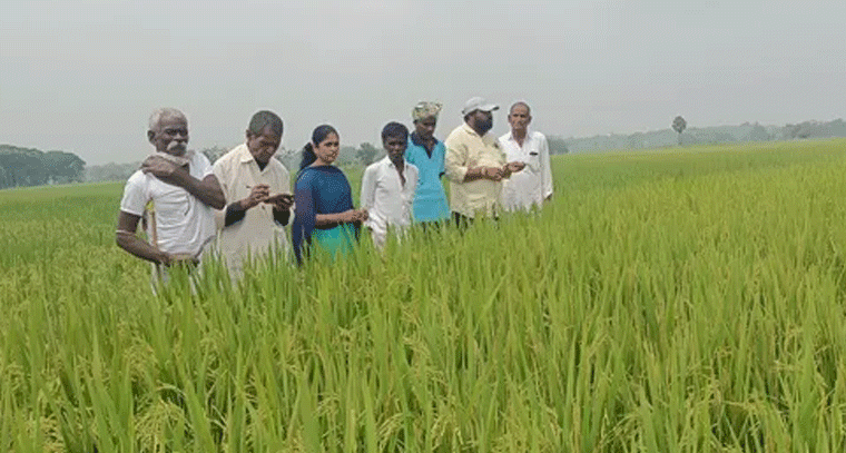 వరి పొలాల్లో చీడపీడల నివారణపై ఏఓ రాజశేఖర్ సూచనలు