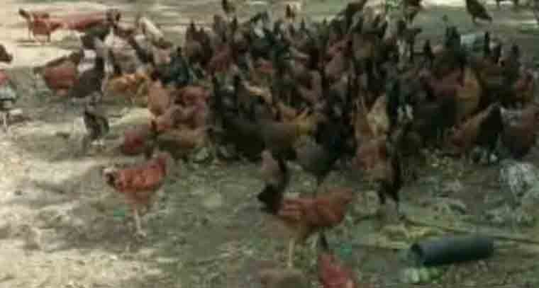 రోడ్డుపై ప్రత్యక్షమైన నాటుకోళ్లు, పట్టుకెళ్తున్న ప్రజలు 
