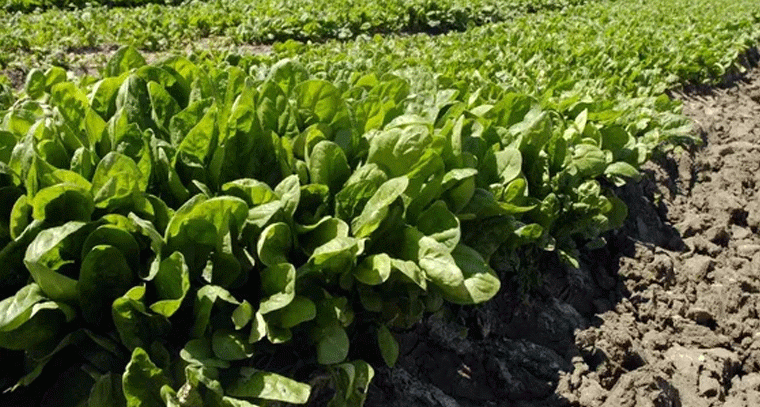 పాలకూర సాగు.. తక్కువ ఖర్చుతో ఎక్కువ ఆదాయం