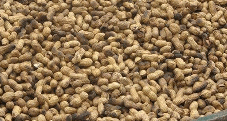 వనపర్తిలో పల్లికి రికార్డు ధర