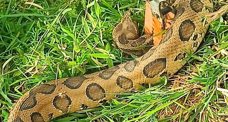 పొలంలో రక్త పింజర కలకలం