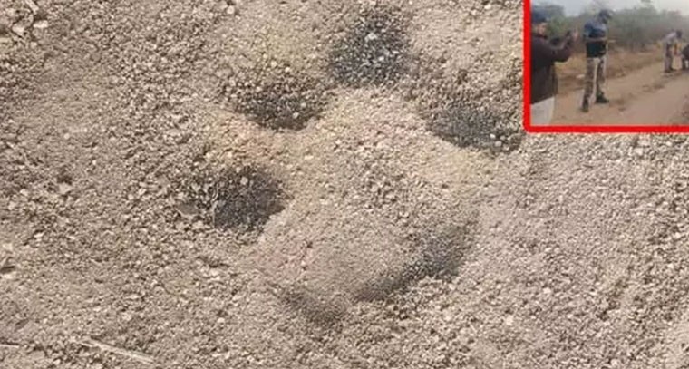 కలకలం రేపుతున్న పెద్దపులి అడుగులు