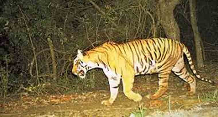 సిద్దిపేటజిల్లాలో పెద్దపులి సంచారం
