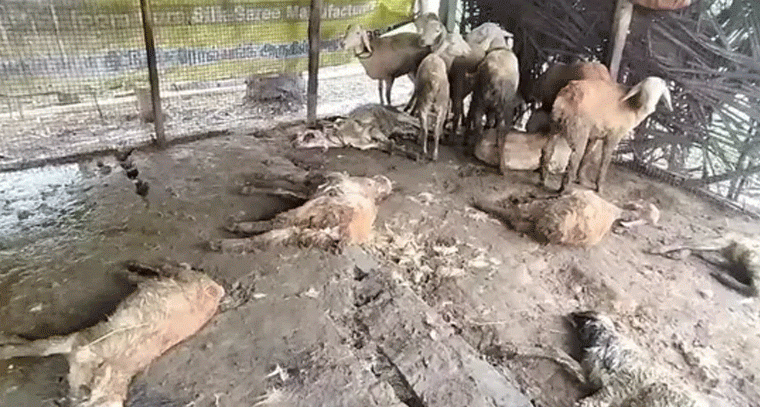 ప్రహరీ కూలి 15 మేకలు మృతి