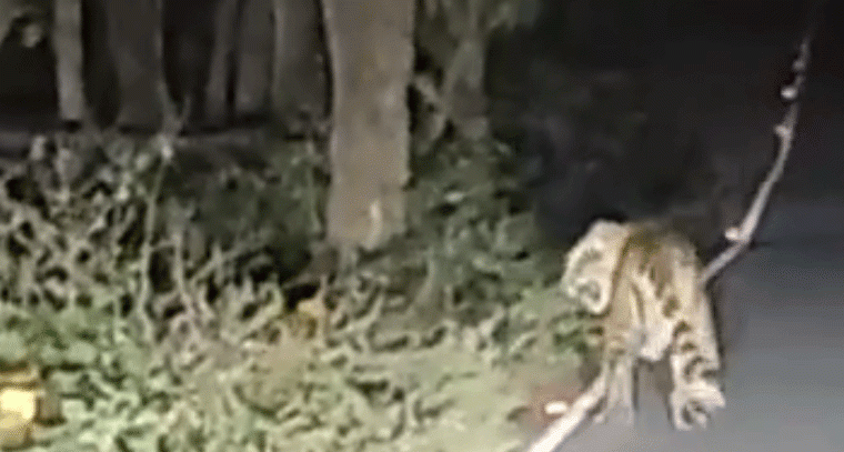 హైదరాబాద్-శ్రీశైలం రహదారిపై పెద్దపులి కలకలం