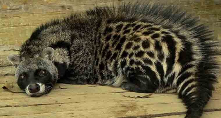 కరీంనగర్‌ లో కంటబడ్డ అరుదైన పునుగు
