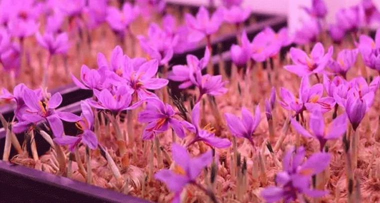 తెలంగాణలో కుంకుమపువ్వు సాగు