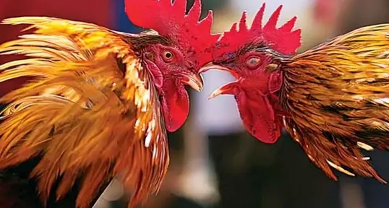 తెలంగాణలోనూ సంక్రాంతి కోడి పందేలు.. ఎక్కడో తెలుసా?