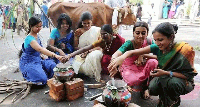 సంక్రాంతి సంబరాలు.. ప్రకృతి, పశువుల పూజతో కొత్త బియ్యం వంటకాలు