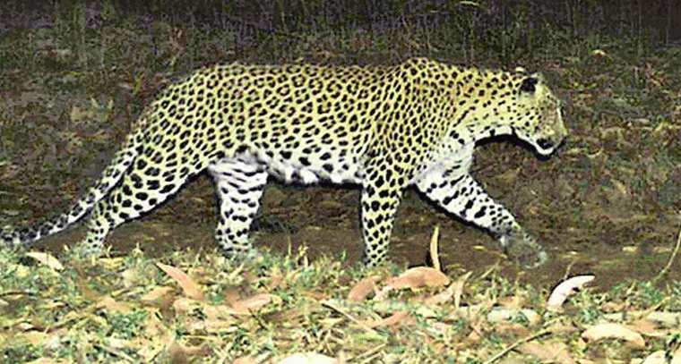 మానాల గుట్టల్లో చిరుత సంచారం: భయాందోళనల్లో స్థానికులు