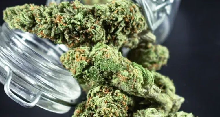 తాండూరులో 12 కిలోల గంజాయి పట్టివేత