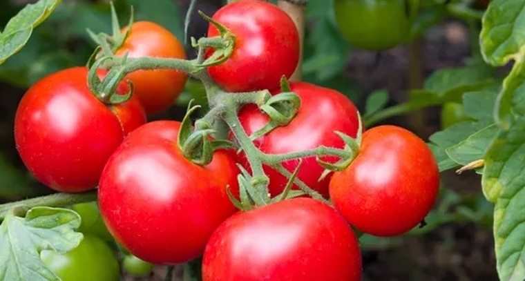 తెలుగు రాష్ట్రాల్లో భారీగా పెరిగిన టమాటా ధరలు