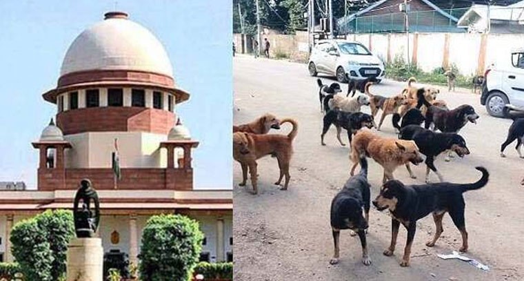 వీధి కుక్కలకు ఆహారం పెట్టాలనుకునేవారు ఇంట్లోకే తీసుకెళ్లి పెట్టొచ్చుగా?