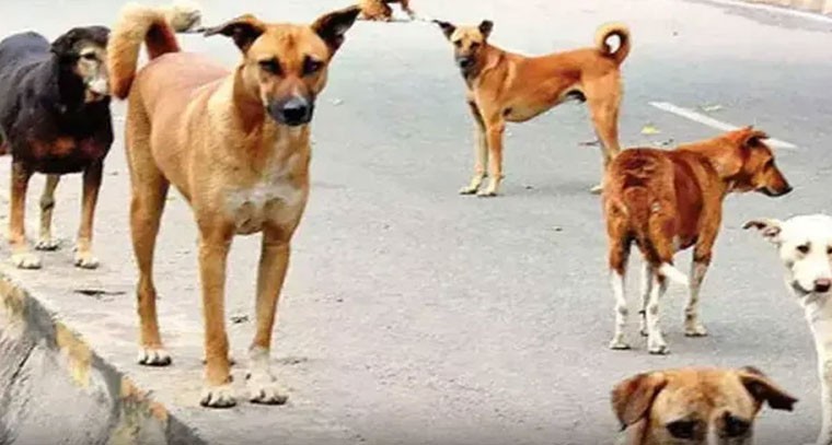 వేములవాడలో వీధి కుక్కల బీభత్సం.. 