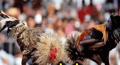  తెలంగాణలో కూడా జోరుగా కోడి పందేలు..! రూ.కోట్లల్లో బెట్టింగ్‌లు