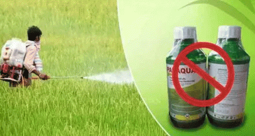 రైతుల రక్షణ: పారాక్వాట్ గడ్డి మందు నిషేధం అసెంబ్లీలో ఆమోదం