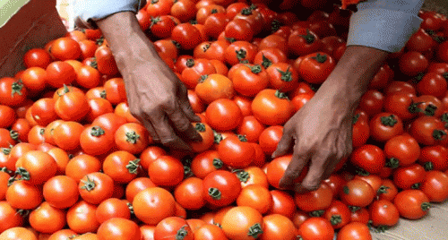 Tomatoes ధరల్లో లావాదేవీ షాక్: 30 రోజుల్లో 43% పెరుగుదల